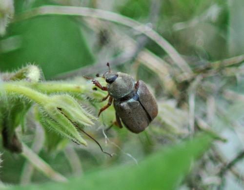 Réf. 307 543 : Hoplia argentea